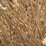 Attēlu rezultāti vaicājumam “Corynephorus canescens fruit”