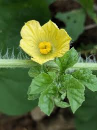Attēlu rezultāti vaicājumam “Citrullus lanatus leaf”