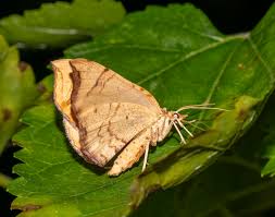 Attēlu rezultāti vaicājumam “Eulithis sp.”