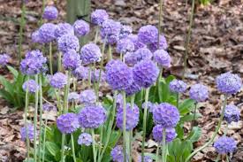 Attēlu rezultāti vaicājumam “Primula”