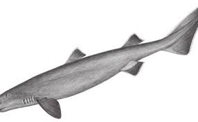 Image result for Dalatias licha