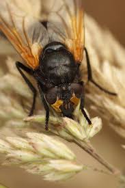 Attēlu rezultāti vaicājumam “Mesembrina meridiana”