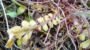 Attēlu rezultāti vaicājumam “Cardaminopsis arenosa leaf”