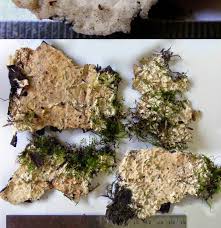 Attēlu rezultāti vaicājumam “Porotheleum fimbriatum”