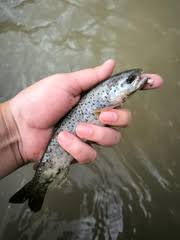 Image result for Salmo ciscaucasicus