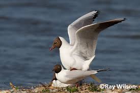 Attēlu rezultāti vaicājumam “Larus ridibundus adult”