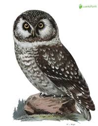 Attēlu rezultāti vaicājumam “Aegolius funereus adult”