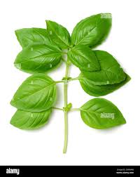 Attēlu rezultāti vaicājumam “Ocimum basilicum leaf”