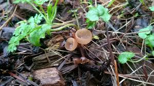 Attēlu rezultāti vaicājumam “Ciboria amentacea”