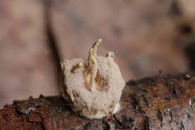 Attēlu rezultāti vaicājumam “Torrubiella arachnophila”