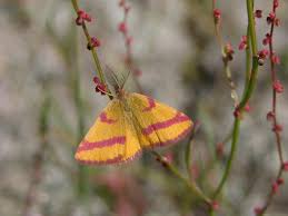 Attēlu rezultāti vaicājumam “Lythria cruentaria”