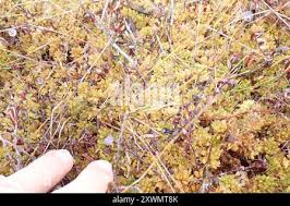 Attēlu rezultāti vaicājumam “Sphagnum papillosum”