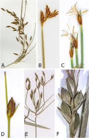 Attēlu rezultāti vaicājumam “Blysmus compressus fruit”