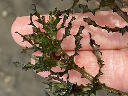 Attēlu rezultāti vaicājumam “Najas tenuissima leaf”