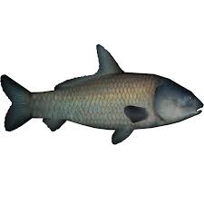 Image result for Ictiobus cyprinellus