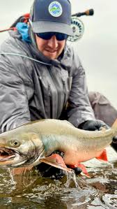 Image result for Salvelinus malma