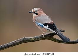 Attēlu rezultāti vaicājumam “Garrulus glandarius”