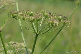 Attēlu rezultāti vaicājumam “Angelica palustris flower”