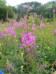 Image result for Weidenröschen