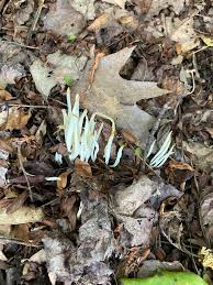 Attēlu rezultāti vaicājumam “Clavaria straminea”