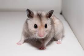 Image result for хомяк
