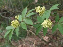 Attēlu rezultāti vaicājumam “Adoxaceae”