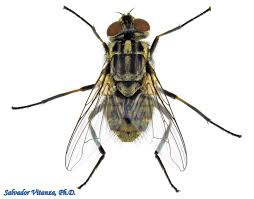 Attēlu rezultāti vaicājumam “Muscidae”