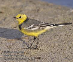 Attēlu rezultāti vaicājumam “Motacilla citreola”