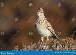 Attēlu rezultāti vaicājumam “Alauda arvensis adult”