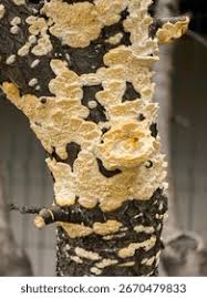 Attēlu rezultāti vaicājumam “Irpex lacteus”