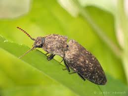 Attēlu rezultāti vaicājumam “Agrypnus murinus”