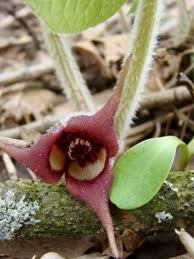 Attēlu rezultāti vaicājumam “Asarum europaeum flower”