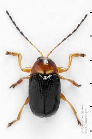 Attēlu rezultāti vaicājumam “Cryptocephalus pusillus”