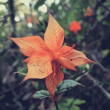 Attēlu rezultāti vaicājumam “Acer rufinerve flower”