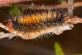 Attēlu rezultāti vaicājumam “Spilosoma sp.”