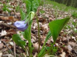 Attēlu rezultāti vaicājumam “Viola mirabilis leaf”