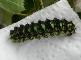 Attēlu rezultāti vaicājumam “Saturnia pavonia larva”