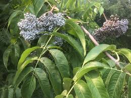 Attēlu rezultāti vaicājumam “Sambucus nigra”