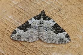 Attēlu rezultāti vaicājumam “Xanthorhoe fluctuata”