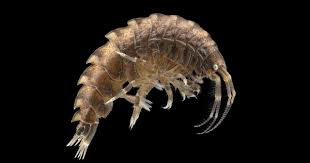 Attēlu rezultāti vaicājumam “Amphipoda”