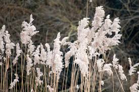 Attēlu rezultāti vaicājumam “Phragmites communis”