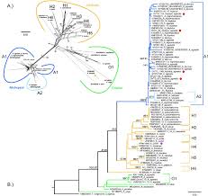 Attēlu rezultāti vaicājumam “Atylotus sp.”