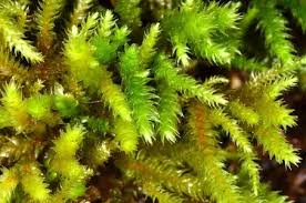 Attēlu rezultāti vaicājumam “Antitrichia curtipendula macro”