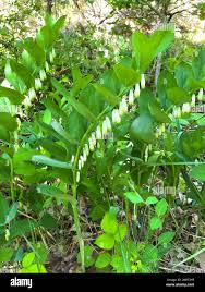 Attēlu rezultāti vaicājumam “Polygonatum odoratum flower”