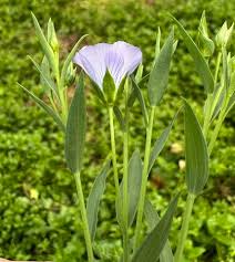 Attēlu rezultāti vaicājumam “Linum usitatissimum leaf”