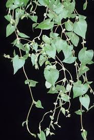 Attēlu rezultāti vaicājumam “Fallopia convolvulus leaf”