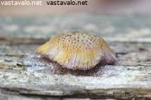 Attēlu rezultāti vaicājumam “Symphytocarpus flaccidus”