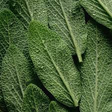 Attēlu rezultāti vaicājumam “Salvia officinalis leaf”