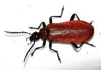 Attēlu rezultāti vaicājumam “Pyrochroa coccinea”