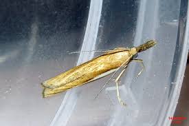 Attēlu rezultāti vaicājumam “Agriphila tristella”